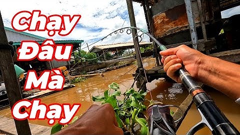 Câu Cá Vồ Đém Mùa Nước Nổi #24 || Sảy Cá Nhiều Mới Có Nhiều Kinh Nghiệm .