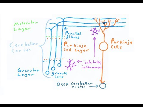 Video: Cerebellum Funkcija, Anatomija Ir Apibrėžimas - Kūno žemėlapiai