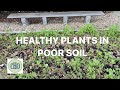 Healthy plants in poor soil