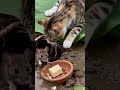 タビー猫はマウスがパンを食べるのを待っていた。#cat #mouse 🐱🐹🐱🐹
