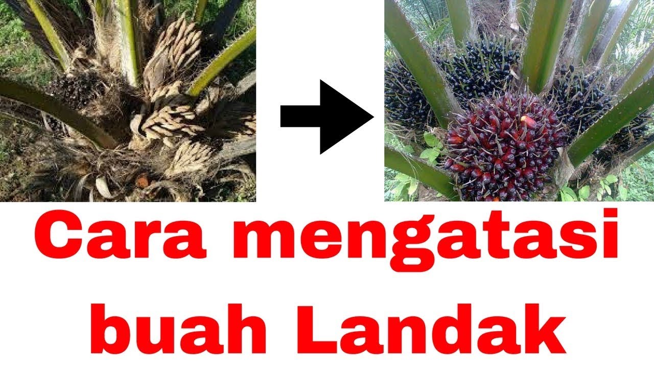 Cara Mengatasi Buah Landak Tanaman Sawit YouTube