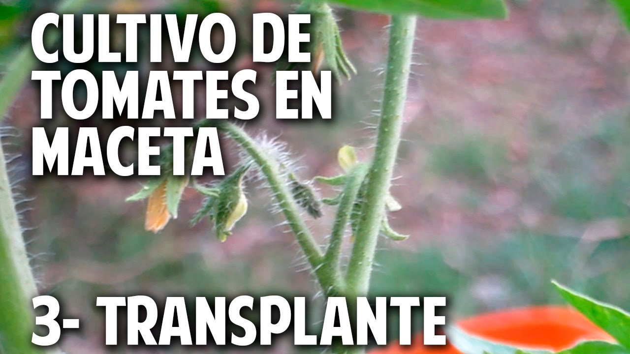 Cultivo de Tomate Parte 3 - Como y Cuando transplantar @cosasdeljardin