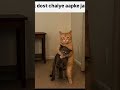 Dost 😅#funnymemes #cat #memes #shortvideo #tweetreels
