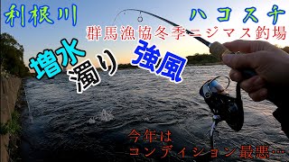 【利根川-ハコスチ】◎群馬漁協冬季ニジマス釣場/ルアー釣行