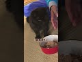 【保護猫】「お手は、できてます」全員親バカ一家 #shots #保護猫 #cat