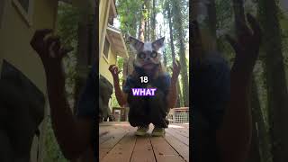 Download Lagu WHATTT??????!!!!! #therain #furry #antizoo MP3