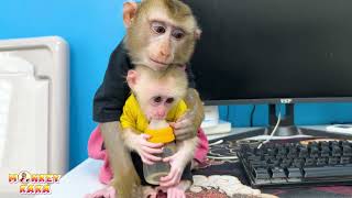 Monkey Kaka and Monkey Mit fell asleep at their father's desk