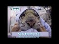 햇님달님 남매한테 문열어 달라고했던 호랑이 실사 l The Story Of A Tiger Born With White Tiger Brothers