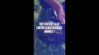 Que contient la loi pour lutter contre la maltraitance animale ?