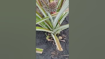2023 有機🍍金鑽鳳梨變大了！