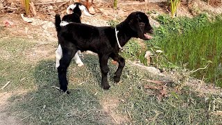 Cute baby goat sound। Goat sound video for kids Resimi