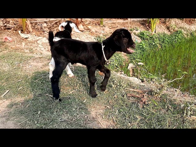 Cute baby goat sound। Goat sound video for kids class=