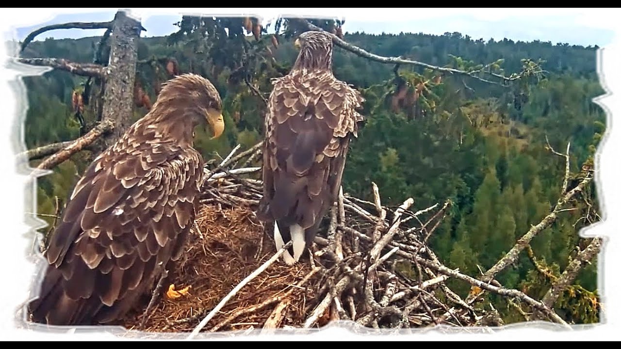 август 2021  Durbe, Latvia