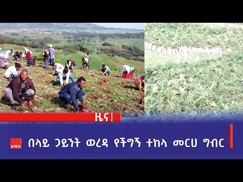 በላይ ጋይንት ወረዳ የችግኝ ተከላ መርሀ ግብር