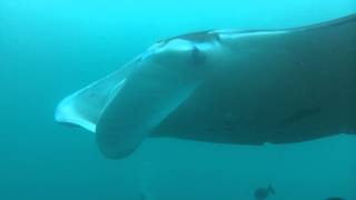 ヤップ島のマンタ ヤップ島 検索動画48 ヤップ島のマンタ ヤップ島 検索動画 48