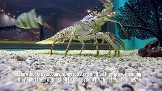 Aquarium-SpineyLobster-201808