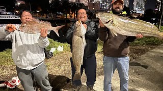 Double hook up 2 Mulloway,Jew, 1 mtr plus Maribyrnong river Footscray Melbourne