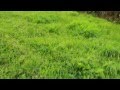Rabbit dummy training DEEP RED Just Weimaraner Rabbit dummy training DEEP RED Just Weimaraner