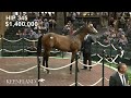 Hip 345, Into Mischief - Catch the Moon sells for $1.75 million at 2024 Keeneland September