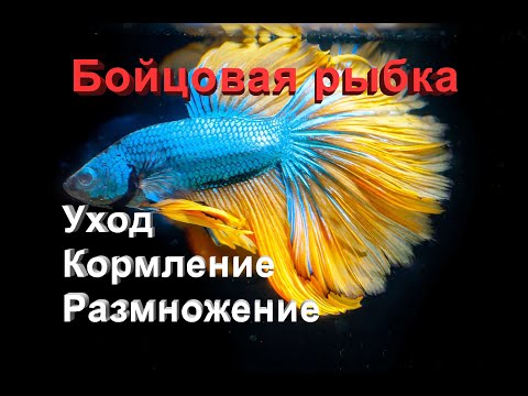 Бойцовая рыбка - "Петушок" (Betta Splendens) Уход, содержание и размножение