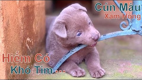 Chú Cún Màu Xám Đỏ: Siêu Phẩm - Độc Nhất Vô Nhị/ Chó H