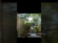 the golden day🌿✨ #fypシ゚viral #trendingshort#viralshorts