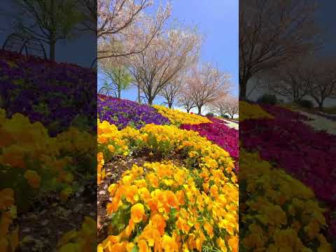 神奈川県平塚市の花菜ガーデンで、桜と色とりどりのパンジー 📲2025/4/14 Cherry blossoms and pansies at Kana garden #shorts