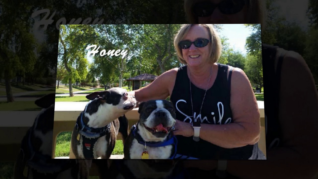 Arizona Boston Terrier Rescue 2019 YouTube