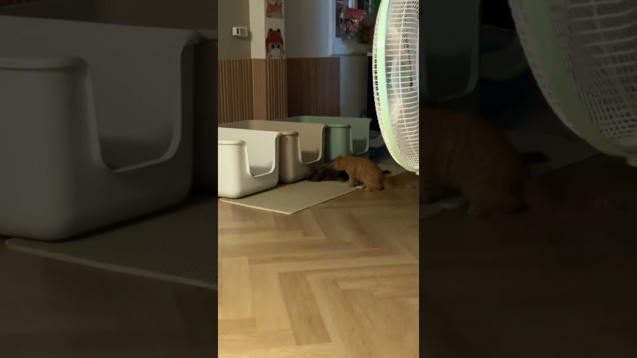 ถึงกับเดินตัวเอียงใส่น้อง #cat #cutecat #แมว #cute #funnycats #kitten #pets #meow #แมวถังแก๊ส #love