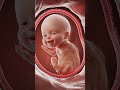 Cell to Life: Early Embryo Development || #baby #cute #babies #earlypregnancy #life #love
