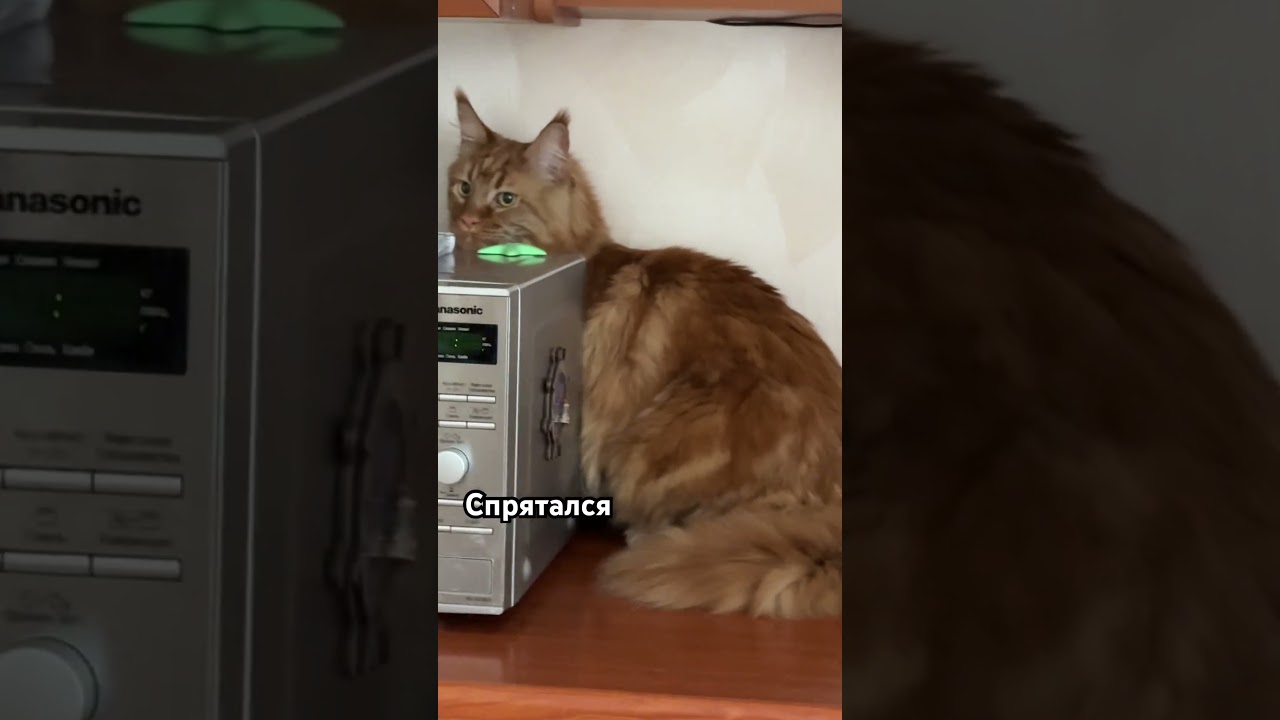 Кот Гудвин спрятался💞✨ 