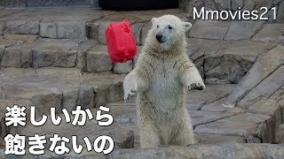 Polar Bear cub continue play ポリタンク遊びに夢中のリラ