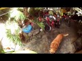Guard Dog Breaks Window To Get Inside House Guard Dog Breaks Window To Get Inside House