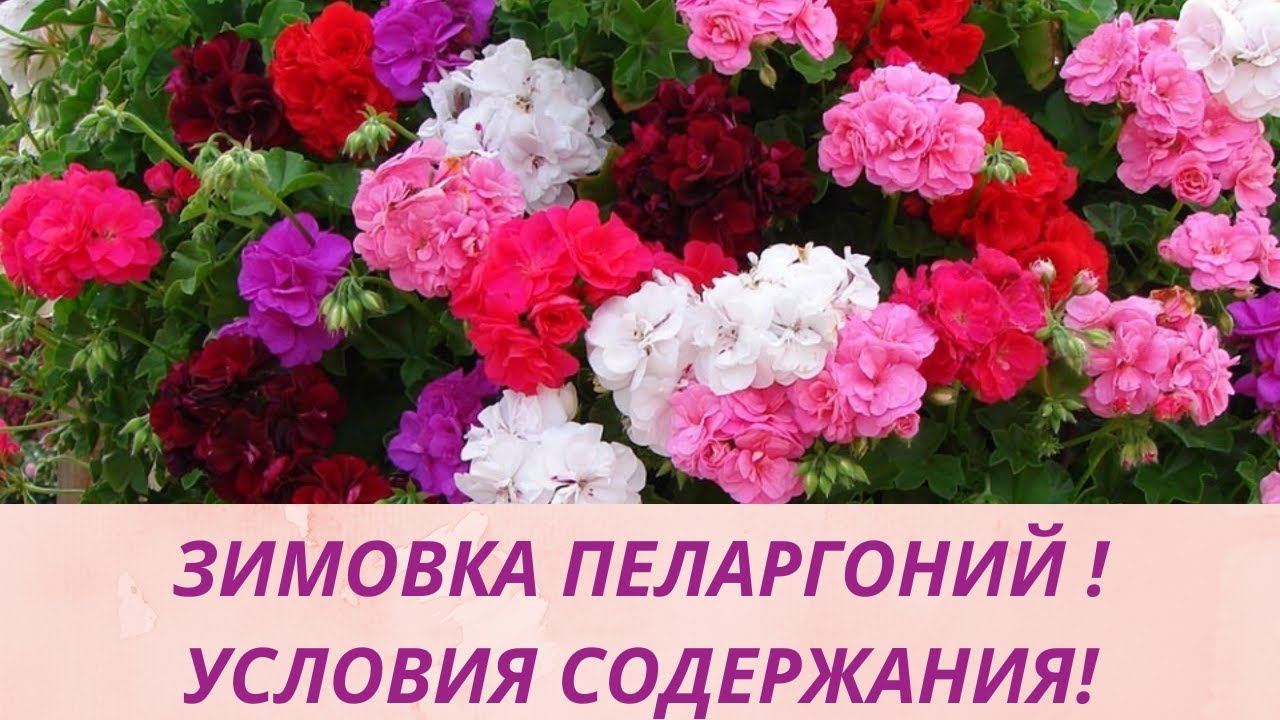 ЗИМОВКА МОИХ ПЕЛАРГОНИЙ! ОБЗОР СЕЯНЦЕВ.ОБЗОР УКОРЕНИВШИХСЯ ЧЕРЕНКОВ.ЗИМНЕЕ СОДЕРЖАНИЕ РАСТЕНИЙ.