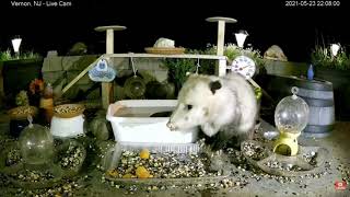 FUNNY OPOSSUM - POSSUM eating video. My backyard wild animals - opossum. Opossums feeder.