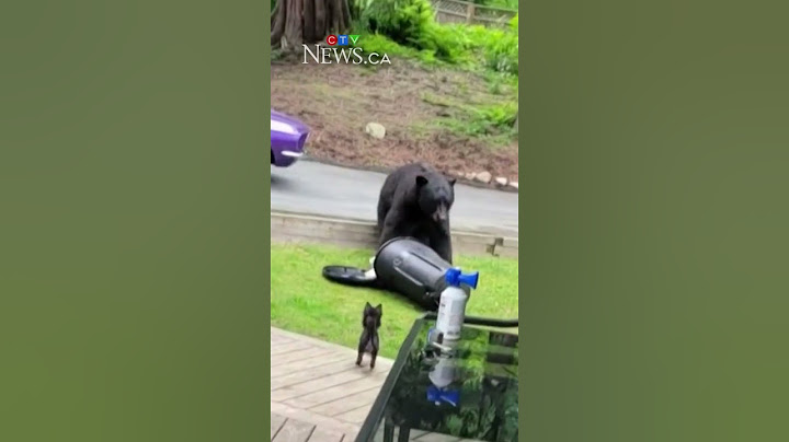 Five-pound dog chases bear out of B.C. backyard