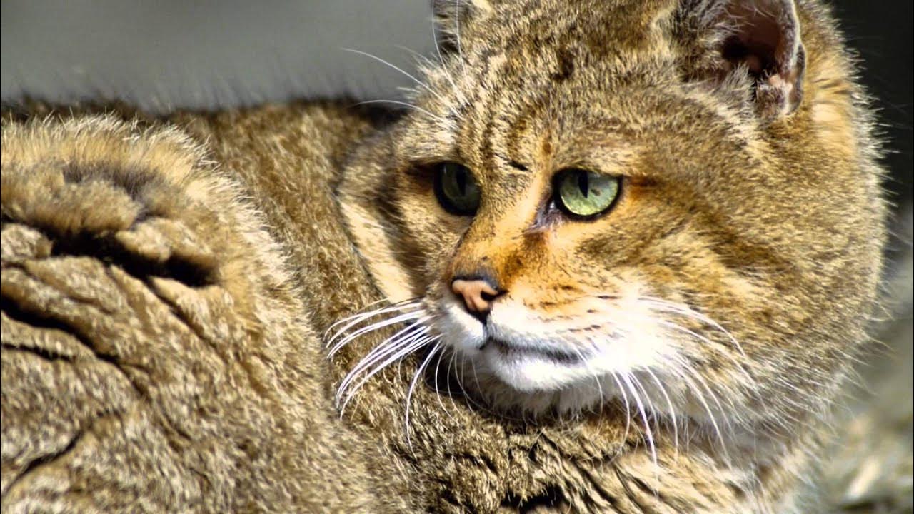 Табакси рысь. Дикой какой он был. Камышовый кот манул. Североамериканская рысь. Лесной камышовый кот.