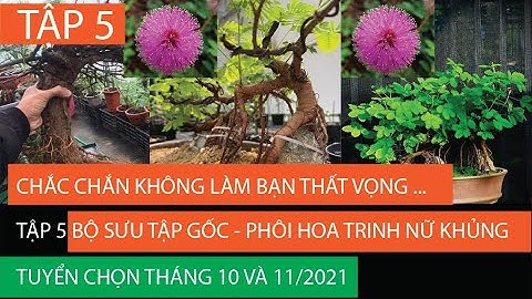 🌸🎄Tập #5 - BST Gốc - Phôi hoa Trinh Nữ Khủng - Đẹp / #5 Bonsai mimosa Pudica Vietnam / #cây xấu hổ