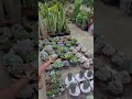 planta rainha do abismo