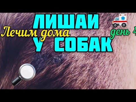 Вопрос: Как определить стригущий лишай?