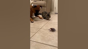 HUGE Tarantula Jumps on Cats Face... then THIS happens! #cats #ring #cctv #catlovers #animallovers