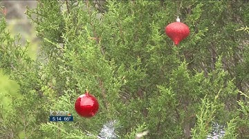 Boy Scouts help clean trees lining Loop 360