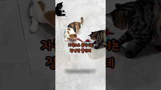 심심해하던 고양이가 이 공만 쫓아다녀요ㅋㅋ