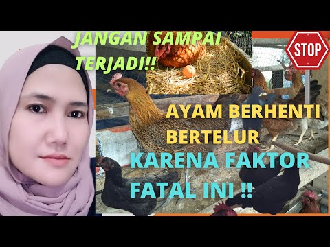 Video: Peternakan unggas di Wilayah Altai: daftar, alamat