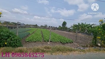 Bán đất cần giuộc đường cộng đồng lộc trung sổ riêng