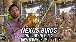 Imran Bhai's Fawn Jawa & Hagoromo Breeding Empire | Nexus Birds Exclusive Tour