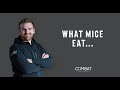 What do mice eat?