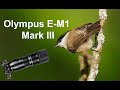 WILDLIFE PHOTOGRAPHY | First day out with the Olympus OM-D E-M1 Mark III(2020)