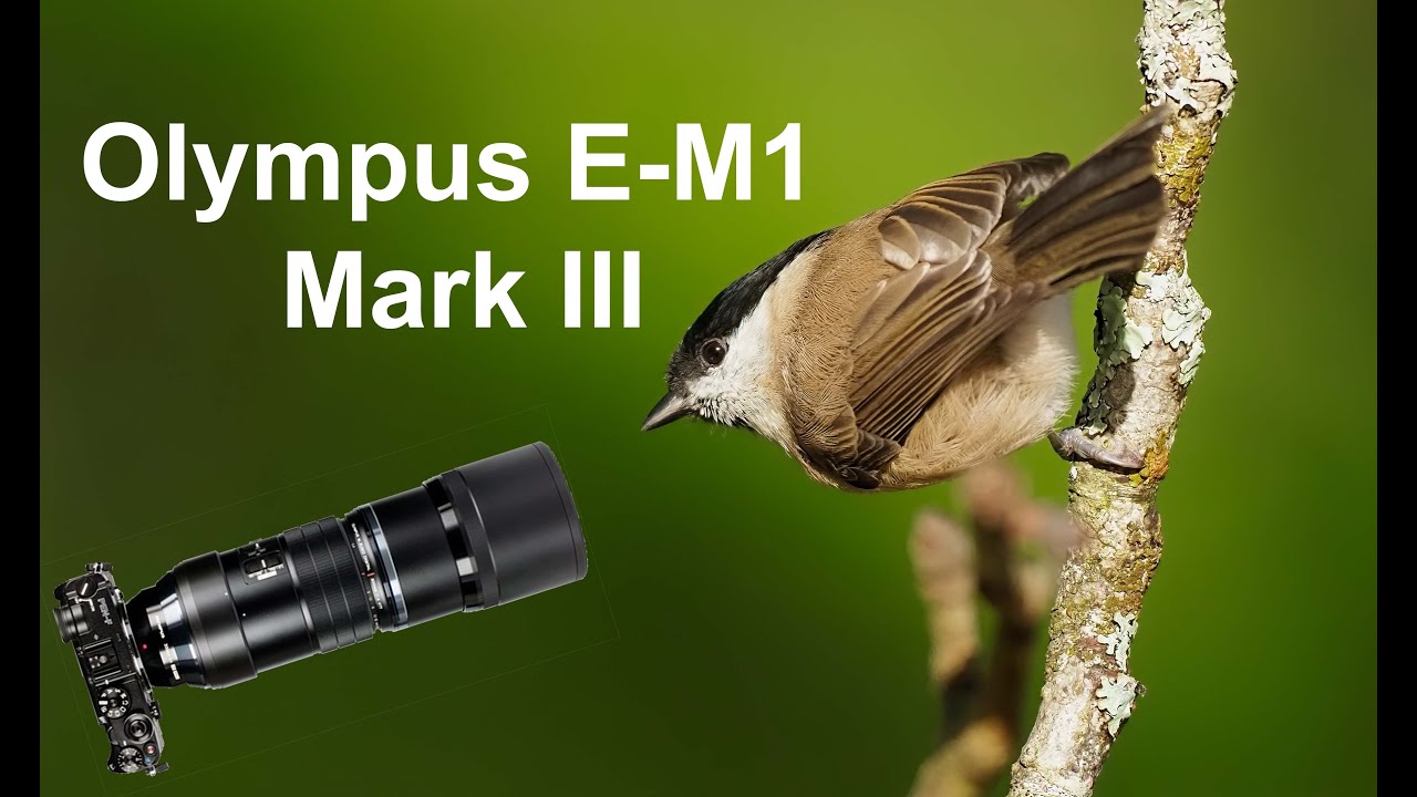 WILDLIFE PHOTOGRAPHY First day out with the Olympus OMD EM1 Mark III(2020) YouTube