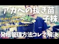 【アガベの発根管理方法】抜き苗もアガベ子株もこれ見て解決！根と葉はどれくらい切る？水耕、土どっちがよいの？を説明解説！！
